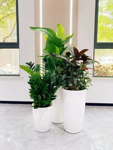 宁波余姚盆景出租，价格超实惠，快来装点你的空间！